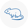 Rat Control Evesham