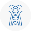 Evesham Wasp Nest Removal